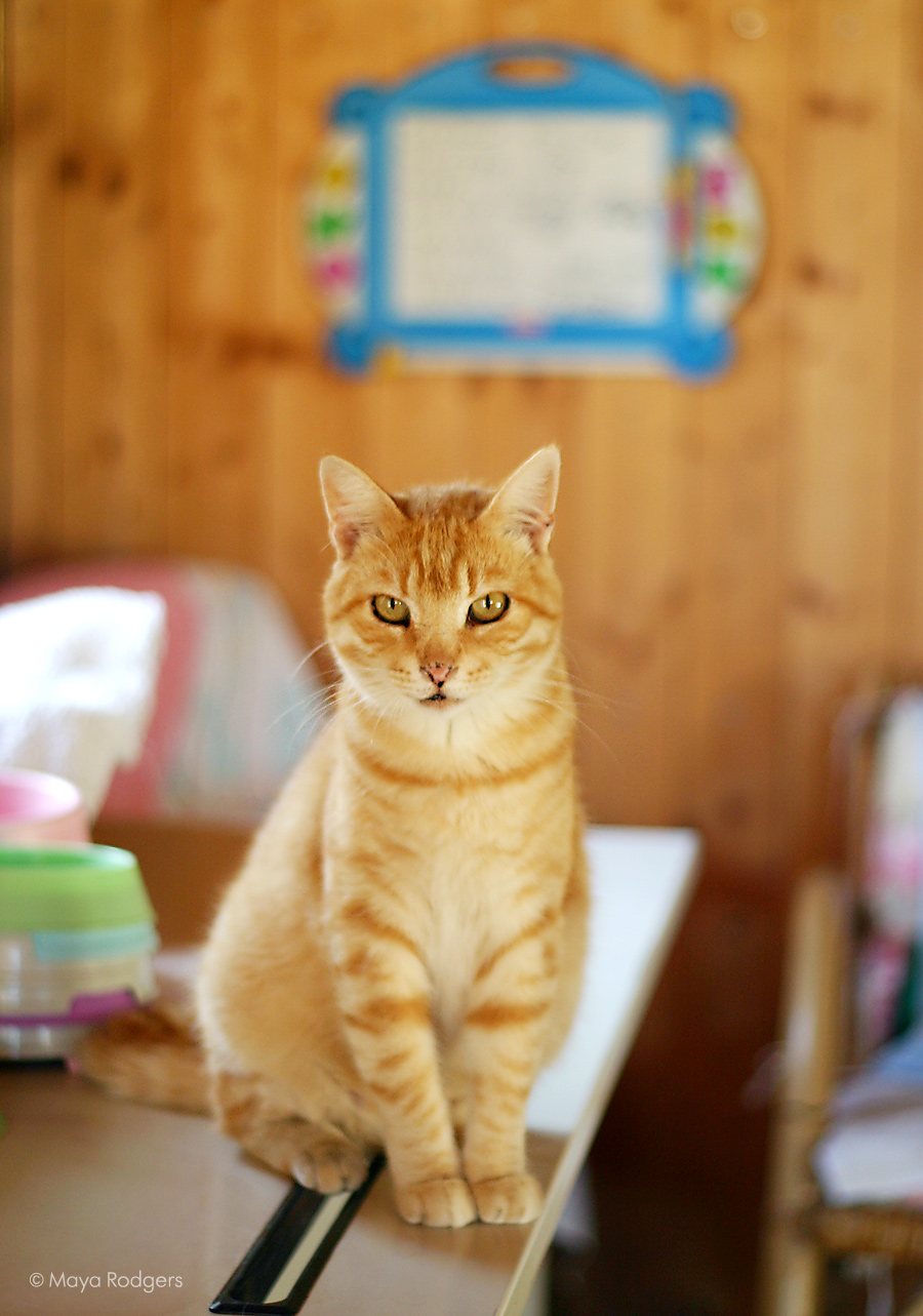 Котките на Лучана