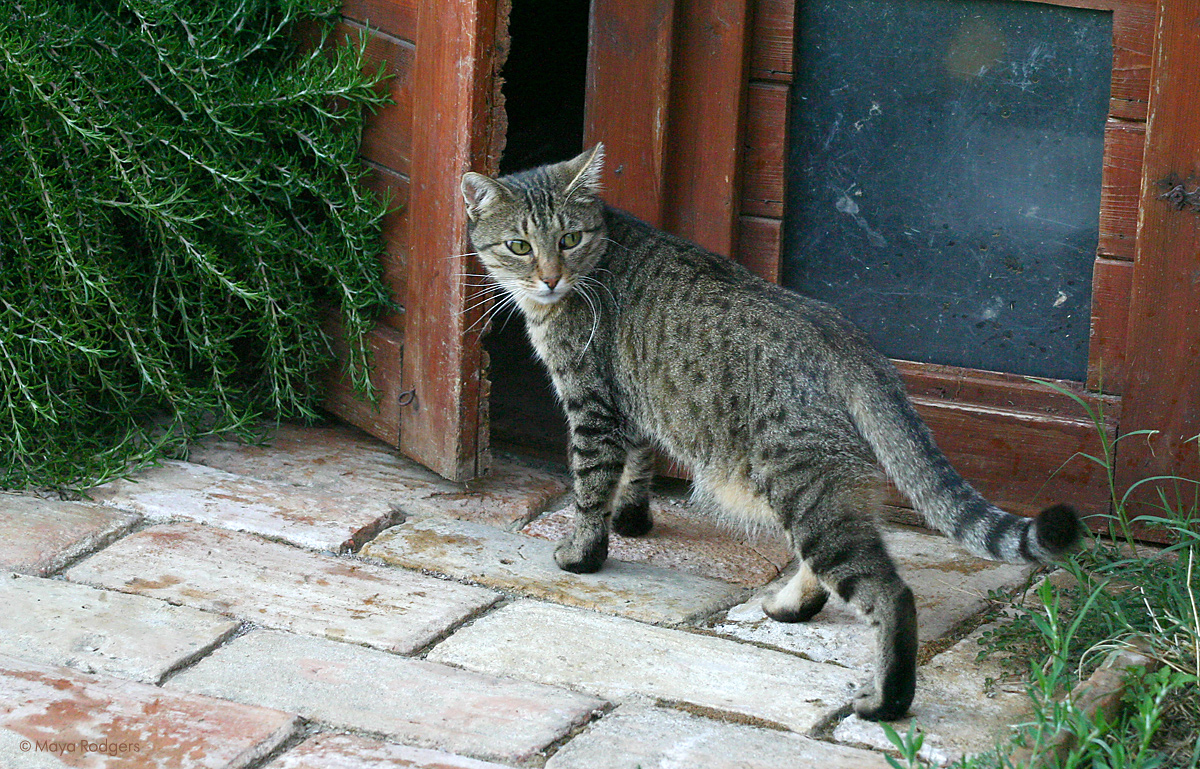 Котките на Лучана