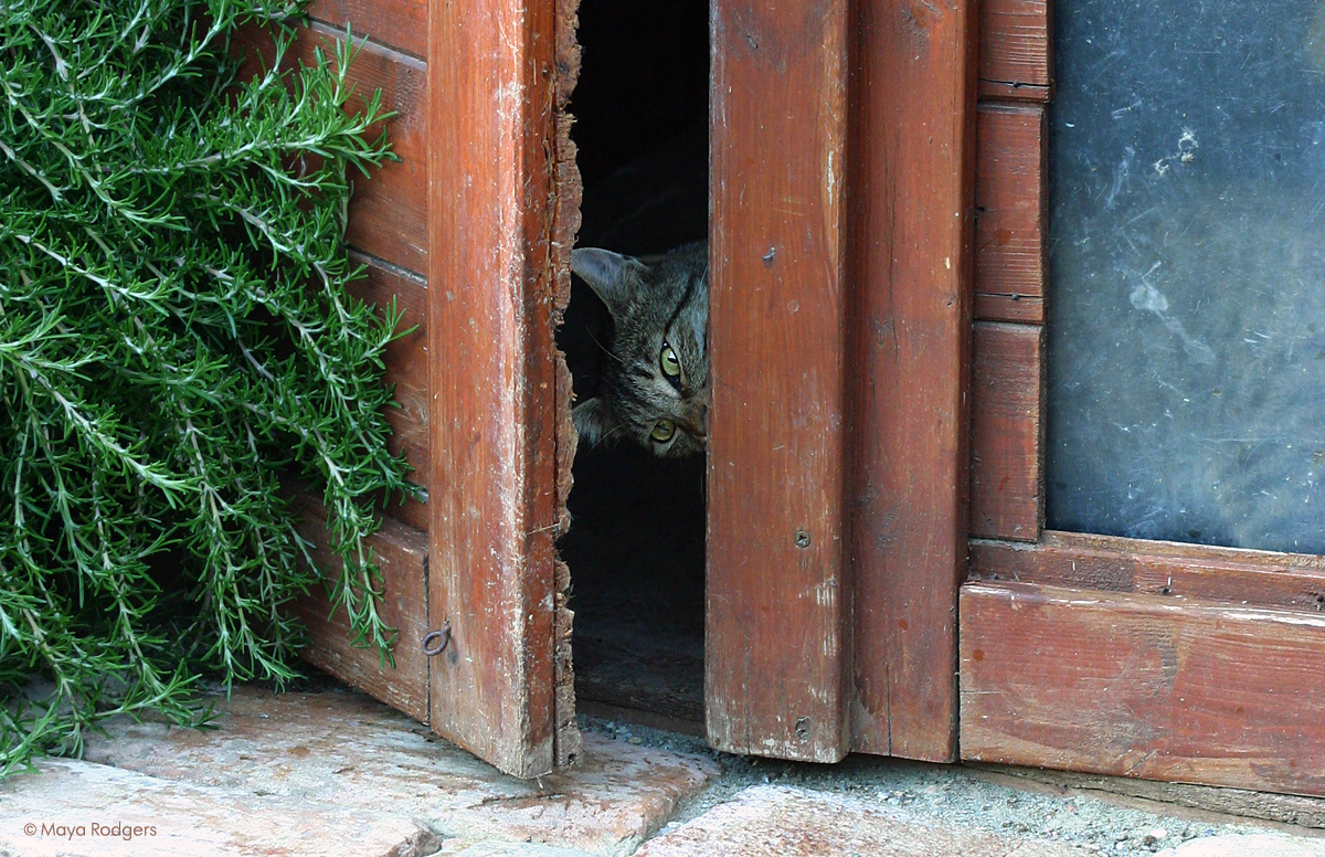 Котките на Лучана