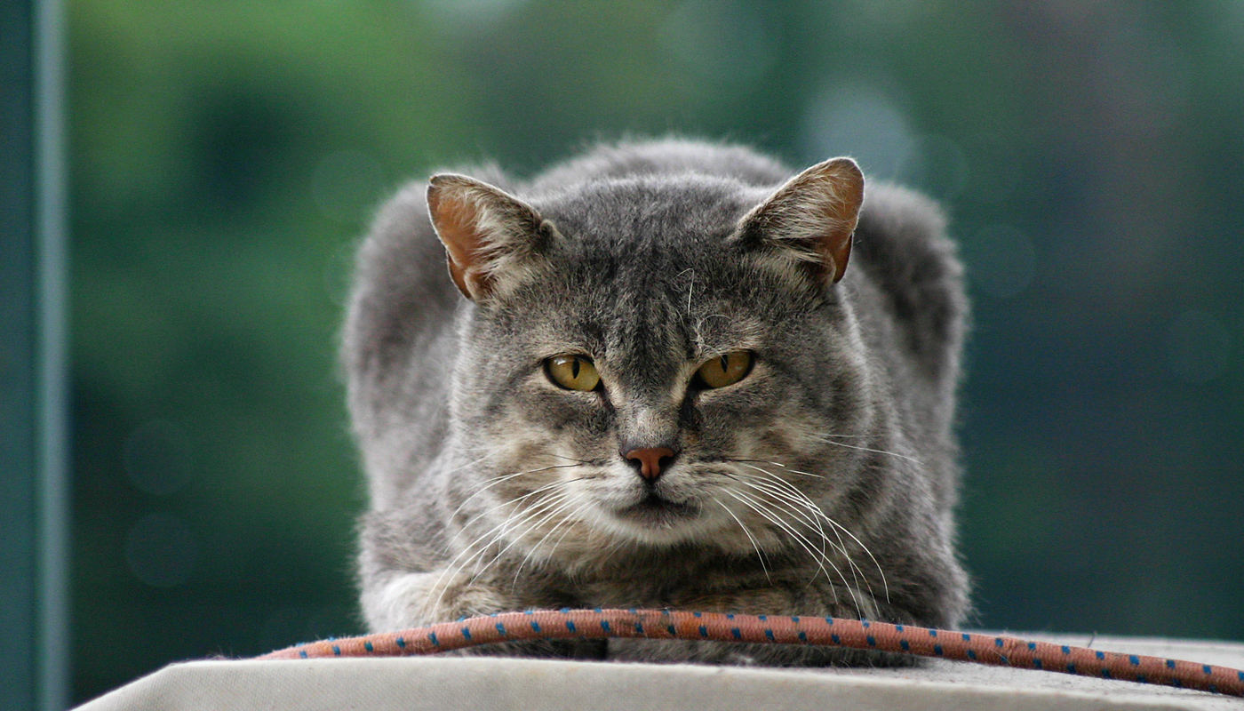 Котките на Лучана