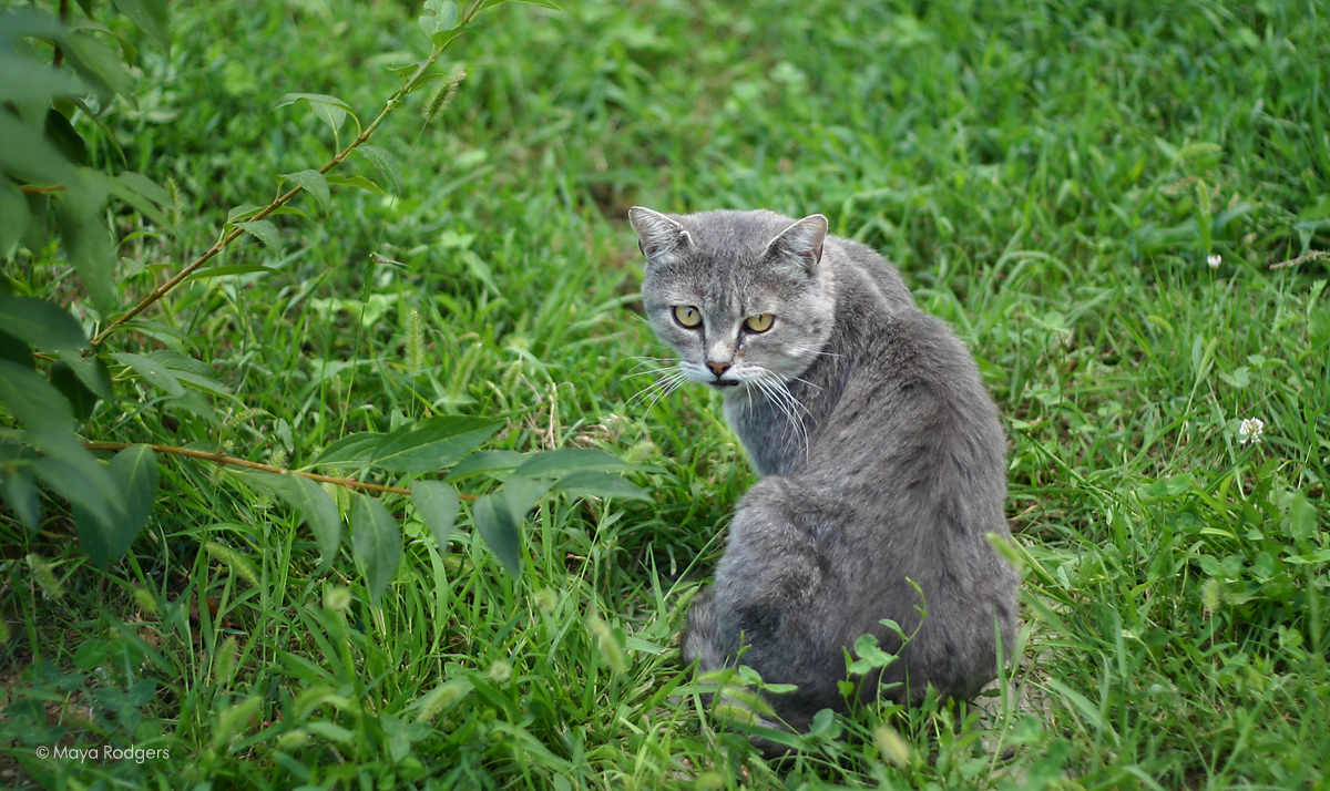 Котките на Лучана