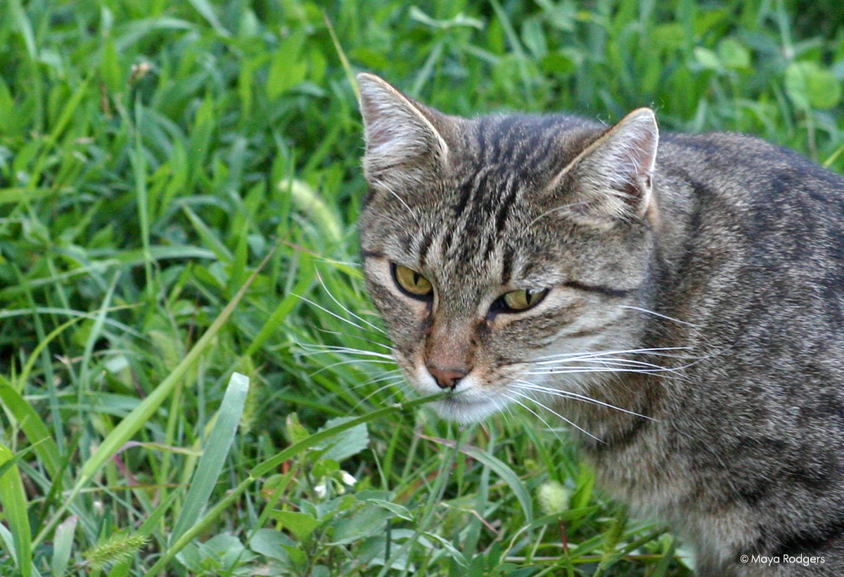 Котките на Лучана