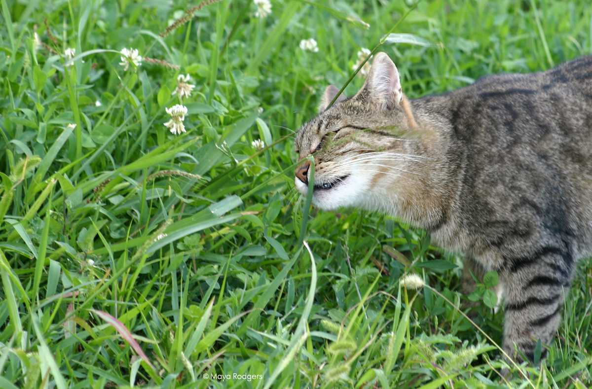 Котките на Лучана