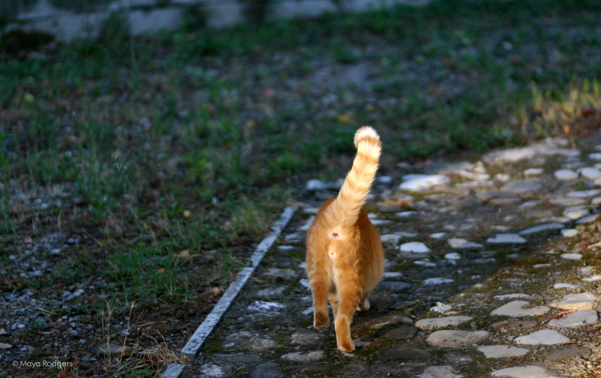 Котките на Лучана
