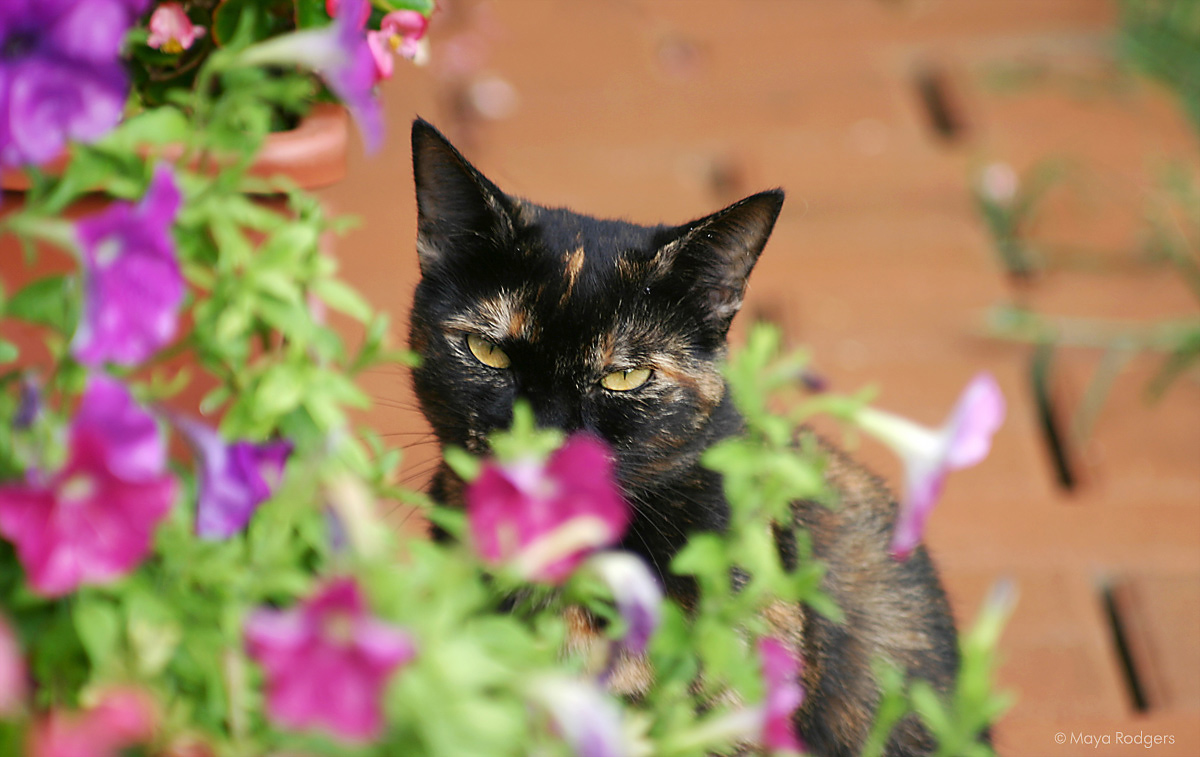 Котките на Лучана
